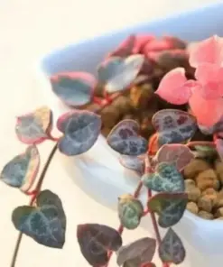 Lithops Living Stones Flower Succulent Cactus Seeds - Rare Indoor/Outdoor Plant Seeds - Image 1