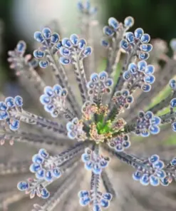 Lithops Living Stones Seeds - Rare Succulent Cactus Flower - Very Easy to Grow - Indoor/Outdoor - Image 1