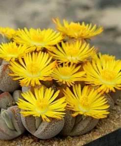 Lithops Living Stones Seeds - Rare Succulent Cactus Flower Seeds - Easy Grow Indoor/Outdoor - Image 1
