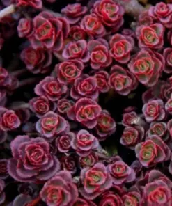 Lithops Living Stones Seeds - Rare Succulent Cactus Flower Seeds - Fast Grow - Indoor/Outdoor - Image 1