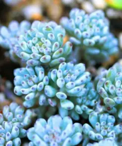 Lithops Living Stones Seeds - Rare Succulent Cactus Seeds - Easy Grow Indoor/Outdoor - Image 1