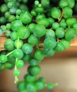 Lithops Living Stones Seeds - Rare Succulent Cactus Seeds - Easy to Grow - Indoor/Outdoor - Image 1