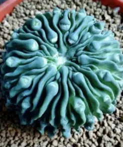 Lithops Living Stones Succulent Seeds - Rare Mixed Varieties - 5 to 50 Seeds - Indoor/Outdoor - Image 1