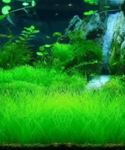 Live Aquarium Plant Seeds - Fish Tank Water Grass Ground Cover - Indoor/Outdoor - 50, 100, 500, 1000, 5000, 10000 Seeds - Image 6