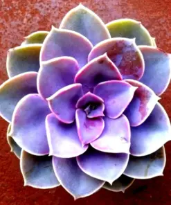 Living Stone Flower Seeds - Rare Succulent Cactus Seeds - Easy to Grow Indoor/Outdoor - Image 1