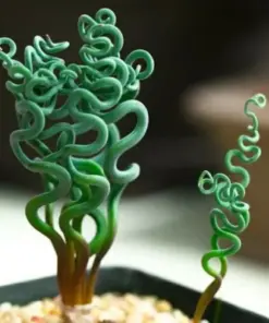 Living Stone Flower Succulent Seeds - Rare Lithops - Easy to Grow Indoor & Outdoor Plant Seeds - Image 1