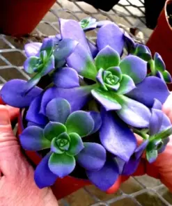 Living Stone Flower Succulent Seeds - Rare Lithops Seeds - Very Easy Cultivation - Indoor/Outdoor - Image 2