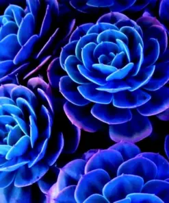 Living Stone Succulent Seeds - Rare Lithops Cactus Seeds - Indoor/Outdoor - Very Easy Grow - Image 1