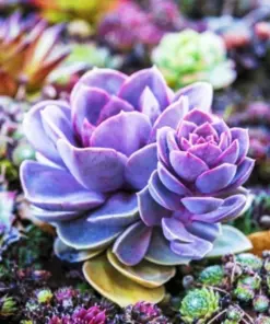 Living Stone Succulent Seeds - Rare Lithops Cactus Varieties - Small to Medium Size - Easy Care for Indoor & Outdoor - Image 1