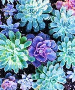 Living Stone Succulent Seeds - Rare Lithops Flower Cactus Seeds - Easy Grow Indoor/Outdoor - Image 1