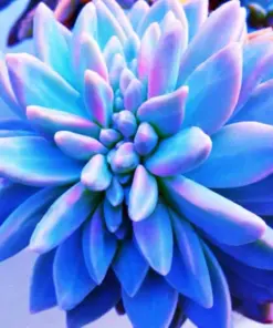 Living Stones Flower Succulent Seeds - Rare Lithops - Mixed Pack - Indoor/Outdoor - Very Easy - Image 1