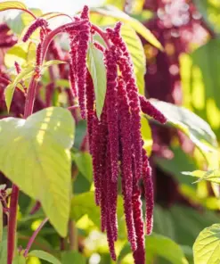 Love Lies Bleeding Seeds - Amaranthus caudatus - 500+ Cascading Pink Plumes - Flower Seeds - Outdoor - Image 2