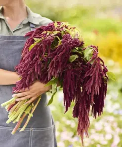Love Lies Bleeding Seeds - Amaranthus caudatus - 500+ Cascading Pink Plumes - Flower Seeds - Outdoor - Image 1