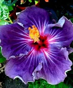 Madagascan Hibiscus Moscheutos Seeds - Rose of Sharon - Flower Seeds - HS68-07 - Image 1