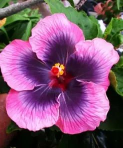 Madagascar Hibiscus Moscheutos Live Plant - Rose of Sharon Mallow Starter Plant - Indoor/Outdoor - Image 1