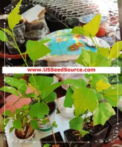 Madagascar Hibiscus Moscheutos Mallow Live Plant - Starter - Indoor/Outdoor - Image 5