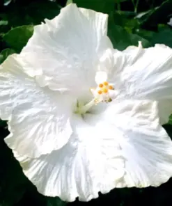 Madagascar Hibiscus Moscheutos Mallow Live Plant - Starter - Indoor/Outdoor - Image 1