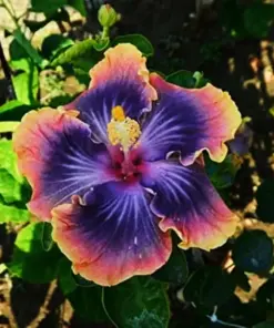 Madagascar Hibiscus Moscheutos Mallow Live Plant - Starter Perennial - Indoor/Outdoor - Image 1