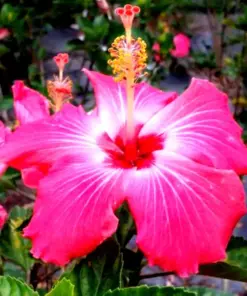 Madagascar Hibiscus Moscheutos Mallow - Live Starter Plant - Indoor/Outdoor - Image 1