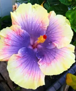 Madagascar Hibiscus Moscheutos Mallow - Live Starter Plant - Indoor/Outdoor - Image 1