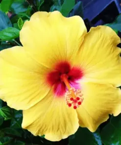 Madagascar Hibiscus Moscheutos Mallow - Live Starter Plant - Indoor & Outdoor - Image 1