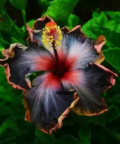 Madagascar Hibiscus Moscheutos Mallow Seeds - Rose of Sharon Starter - 5 Sample Seeds - Indoor/Outdoor - Image 1