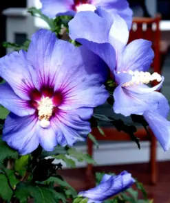 Madagascar Hibiscus Moscheutos Mallow Starter - 7 Cuttings - Live Plant - Indoor/Outdoor - Image 1