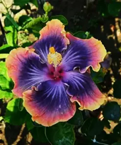 Madagascar Hibiscus Moscheutos Mallow Starter Cuttings - Live Plant - 7 Count - Indoor/Outdoor - Image 1
