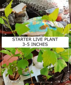 Madagascar Hibiscus Moscheutos Mallow Starter Live Plant - Indoor/Outdoor - Seedling - Image 2