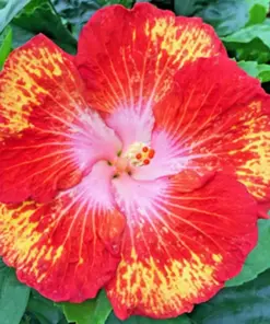 Madagascar Hibiscus Moscheutos Mallow Starter Live Plant - Pink Flower - Indoor/Outdoor - Image 1