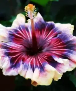Madagascar Hibiscus Moscheutos Mallow Starter Live Plant - Rose of Sharon - Image 1