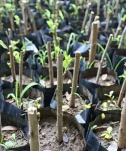 Madagascar Hibiscus Moscheutos Mallow Starter Plant - 7 Cuttings - Indoor & Outdoor - Image 2