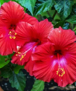 Madagascar Hibiscus Moscheutos Mallow Starter Plant Cuttings - 7 Pack - Live Perennial Flower - Indoor & Outdoor - Image 1