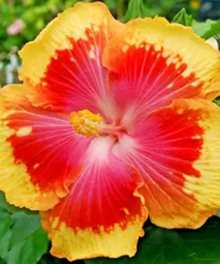 Madagascar Hibiscus Moscheutos Rose of Sharon Seeds - Indoor/Outdoor - HS792 - Image 1