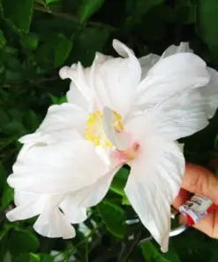 Madagascar Hibiscus Moscheutos Seeds - Rose of Sharon - Starter Seeds - Perennial - Indoor/Outdoor - Image 1