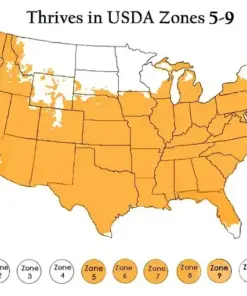 Madagascar Hibiscus Moscheutos Seeds - Rose of Sharon - Starter Seeds - Indoor/Outdoor - Image 2