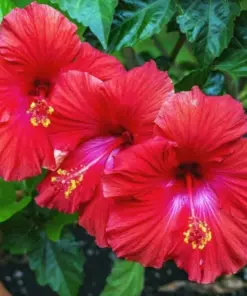 Madagascar Hibiscus Moscheutos Seeds - Rose of Sharon - Perennial Flower Seeds - 10 Count Pack - Indoor & Outdoor - Image 1