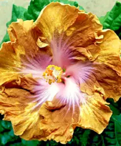 Madagascar Hibiscus Moscheutos Seeds - Rose of Sharon Plant Seeds - Indoor/Outdoor - Image 1