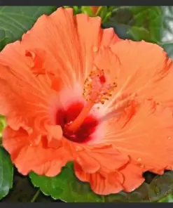 Madagascar Hibiscus Moscheutos Seeds - Rose of Sharon - 10-Pack - Indoor/Outdoor - Image 1