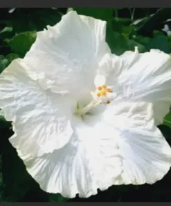 Madagascar Hibiscus Moscheutos Seeds - Rose of Sharon - 10 Seed Pack - Indoor/Outdoor - Image 1