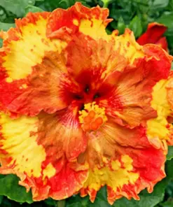 Madagascar Hibiscus Moscheutos Seeds - Rose of Sharon - HS6804 - Indoor/Outdoor - Image 1