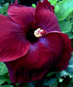 Madagascar Hibiscus Moscheutos Seeds - Rose of Sharon Starter Seeds - Indoor/Outdoor - Image 1