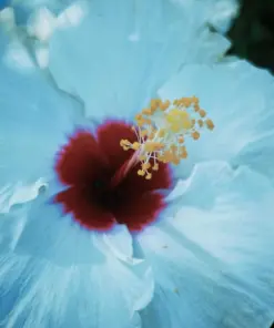 Madagascar Hibiscus Moscheutos Seeds - Rose of Sharon Starter Seeds - Perennial Plant Kit - Indoor/Outdoor - Image 1