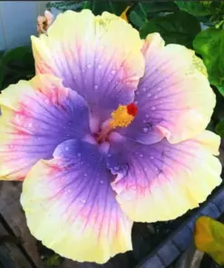 Madagascar Hibiscus Moscheutos Seeds - Rose Of Sharon - 10 Seed Pack - Indoor/Outdoor - Image 1