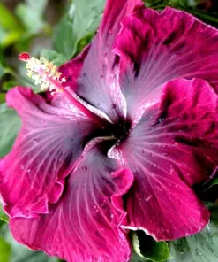 Madagascar Hibiscus Moscheutos Seeds - Rose of Sharon - Perennial Flower Seeds - Indoor/Outdoor - Image 1