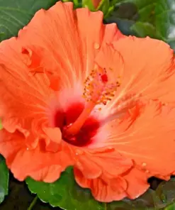 Madagascar Hibiscus Moscheutos Seeds - Rose of Sharon - Starter Seeds - Image 1