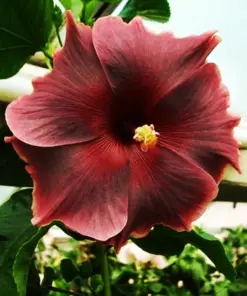 Madagascar Hibiscus Moscheutos Seeds - Rose of Sharon - Starter Seeds HS6807 - Indoor/Outdoor - Image 1