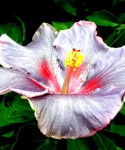 Madagascar Hibiscus Moscheutos Seeds - Rose of Sharon - Starter Seeds HS6812 - Indoor/Outdoor - Image 1
