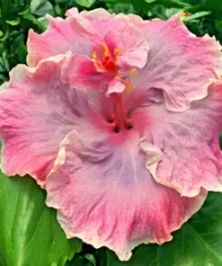 Madagascar Hibiscus Moscheutos Seeds - Rose of Sharon HS791 - Indoor/Outdoor - Image 1