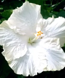 Madagascar Hibiscus Moscheutos Seeds - Rose of Sharon Starter Seeds - Indoor/Outdoor - Image 1
